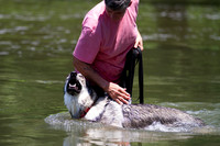 Czechoslovakian Vlciak  dog  swimming