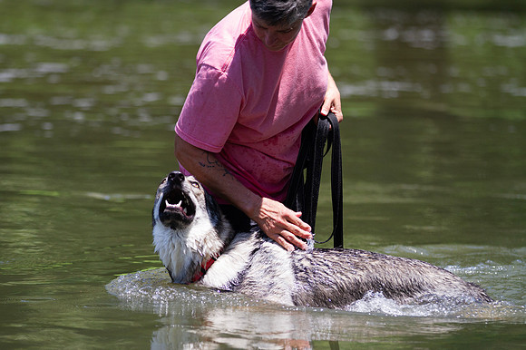 Czechoslovakian Vlciak  dog  swimming