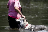 Czechoslovakian Vlciak  dog  swimming