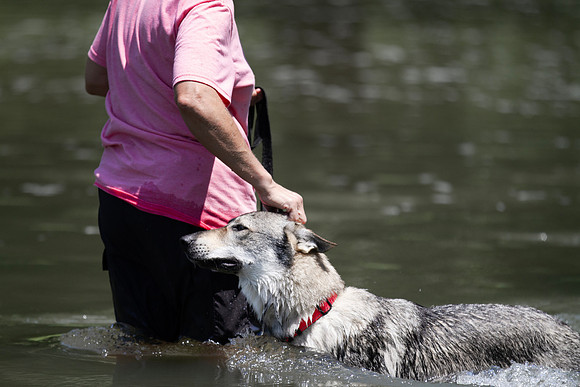 Czechoslovakian Vlciak  dog  swimming