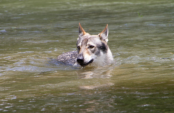 Czechoslovakian Vlciak,  dog swimming