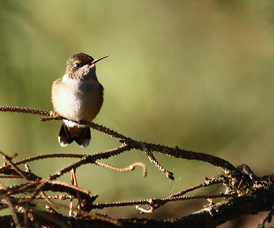 Hummingbird prched