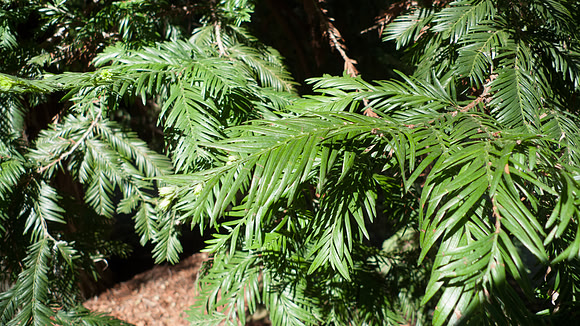Redwood grove, detail of leaves at Santa Barbara Botanical Garde