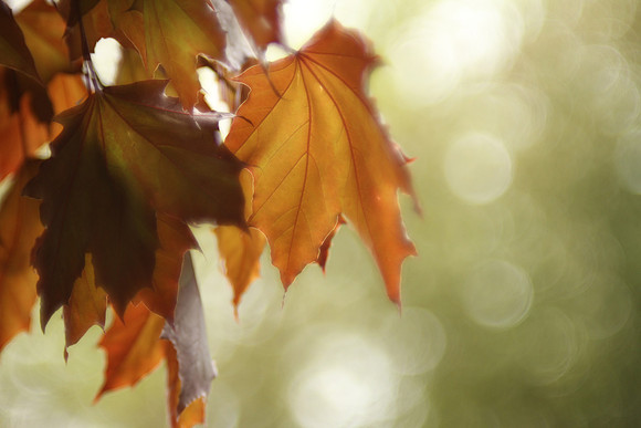 Red Maple Leaves - Vintage Lens