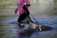 Czechoslovakian Vlciak  dog  swimming