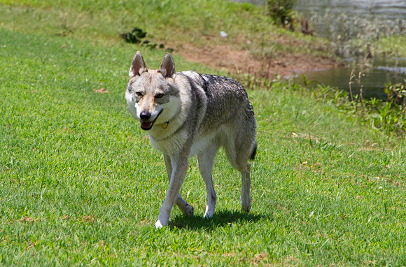 Czechoslovakian Vlciak,  dogswalking
