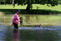 Czechoslovakian Vlciak  dog  swimming