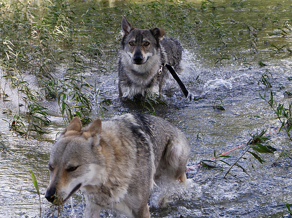 Czechoslovakian Vlciak,  dogs swimming