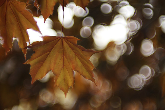 Red Maple Leaves - Vintage Lens