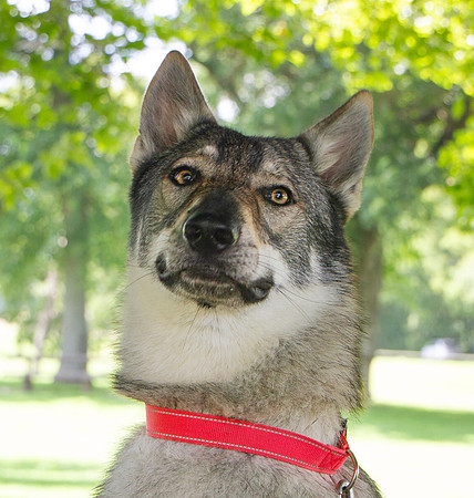 Czechoslovakian Vlciak dog