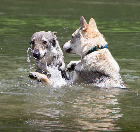Czechoslovakian Vlciak,  dogs swimming