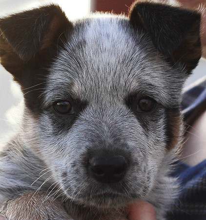 Australian Cattle Dog Puppy