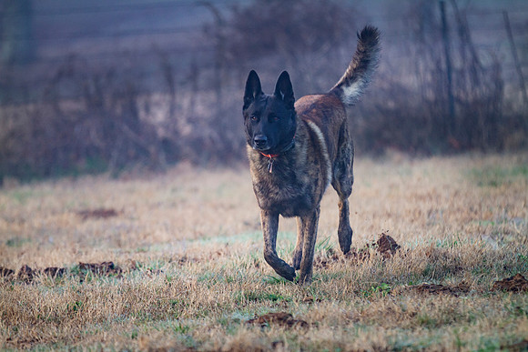 Dutch Shepherd or Holland Shepherd dog running in a field