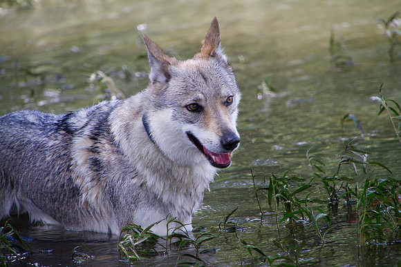 Czechoslovakian Vlciak,  dogs swimming