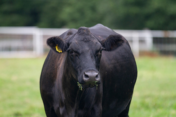 Black cow closeup with grass in mouth