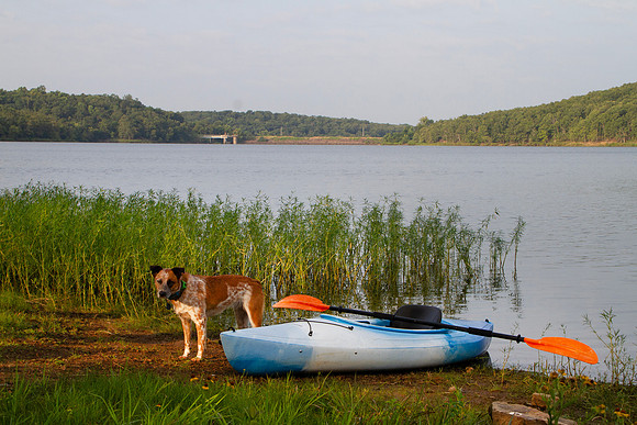 Dog waiting to go kayaking at a lake