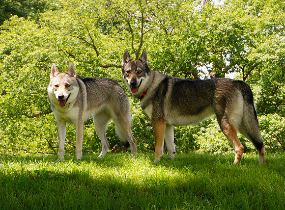 Czechoslovakian Vlciak dogs