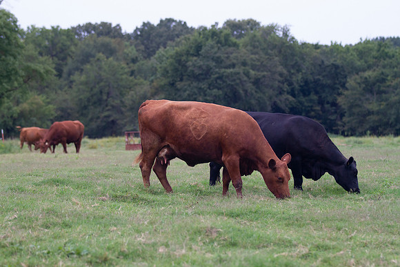 Cows grazing green grass closeup