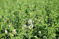 Alfalfa in full bloom