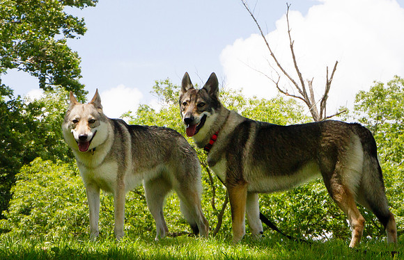 Czechoslovakian Vlciak dogs