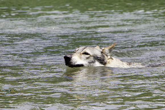 Czechoslovakian Vlciak,  dog swimming