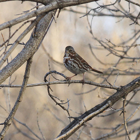 Fox Sparrow