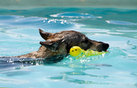 Czechoslovakian Vlciak,  dog in pool with toy
