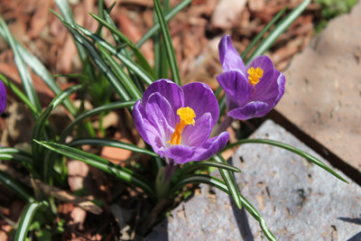 Macro of Crocus