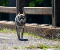 Czechoslovakian Vlciak  dog  on a bridge walking to viewer