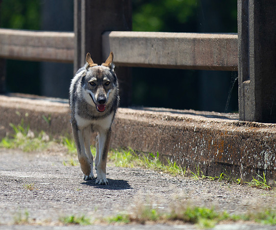Czechoslovakian Vlciak  dog  on a bridge walking to viewer