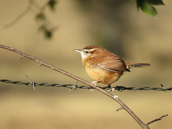 Carolina wren