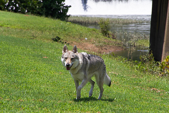 Czechoslovakian Vlciak,  dogs walking
