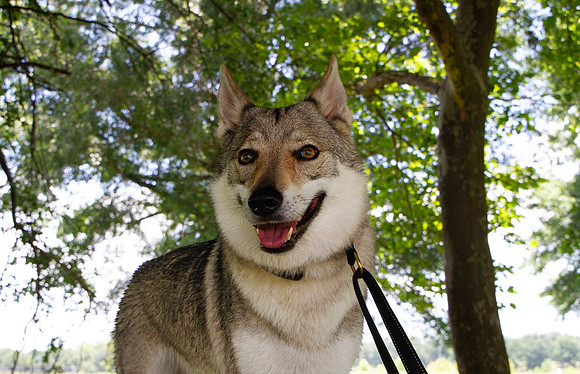 Czechoslovakian Vlciak dog