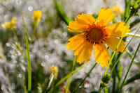 Coreopsis