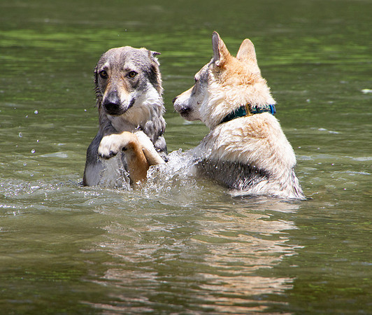 Czechoslovakian Vlciak,  dogs swimming