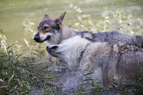 Czechoslovakian Vlciak,  dogs swimming