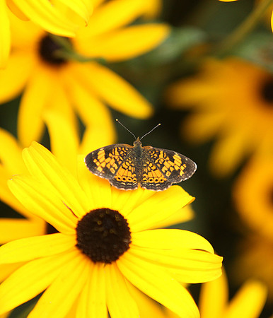 Loess Hills Lavender Farm Wildlife
