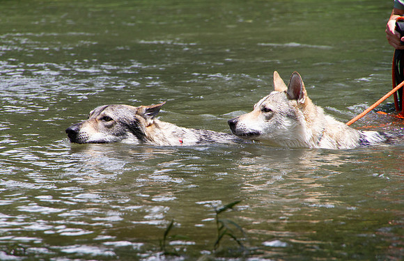 Czechoslovakian Vlciak,  dogs swimming