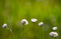 Wildflowers border with flowers on the bottom