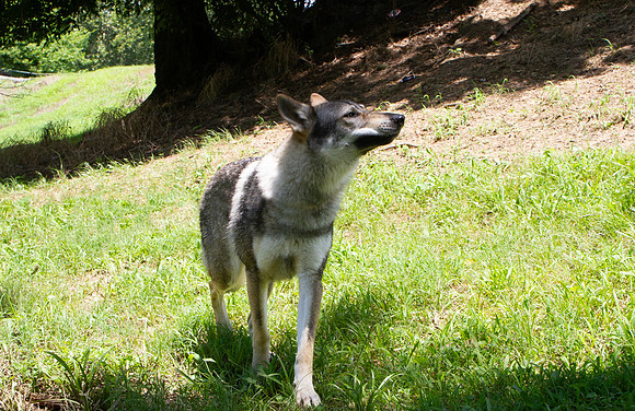 Czechoslovakian Vlciak dog