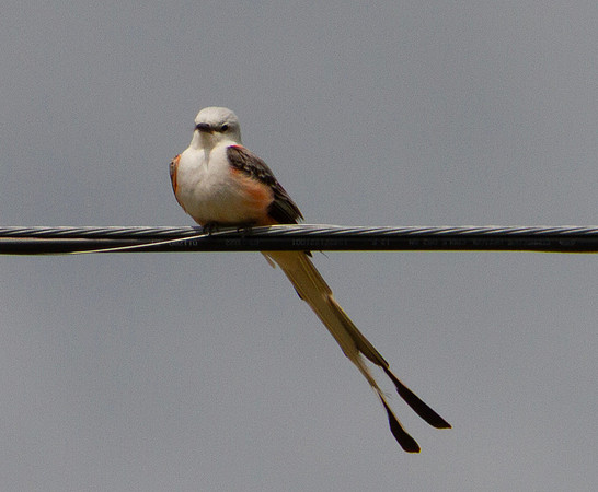 Scissor tailed flycatcher on a power line