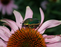 Green June Beetle, moldy June bug, on purple corn flower