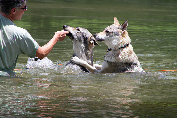 Czechoslovakian Vlciak,  dogs swimming