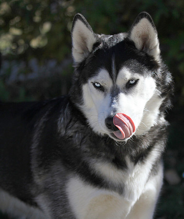 Husky