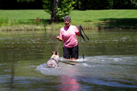 Czechoslovakian Vlciak  dog  swimming