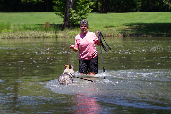 Czechoslovakian Vlciak  dog  swimming