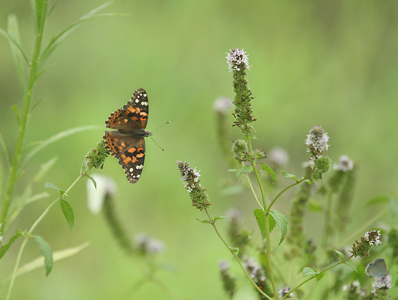 Loess Hills Lavender Farm Wildlife