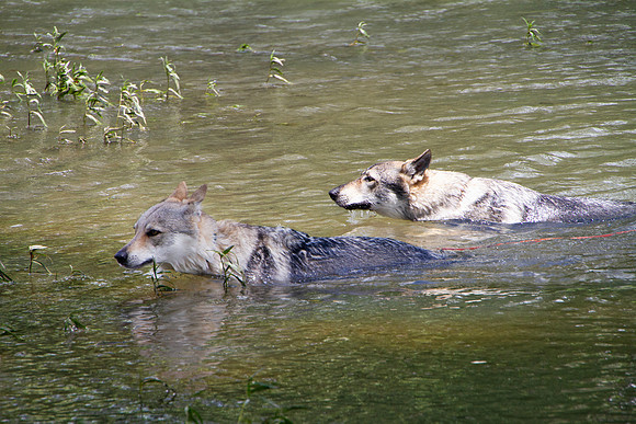 Czechoslovakian Vlciak,  dogs swimming