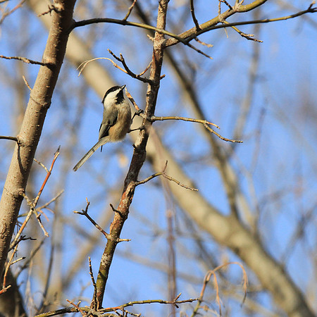 Chickadee - Spring 2014