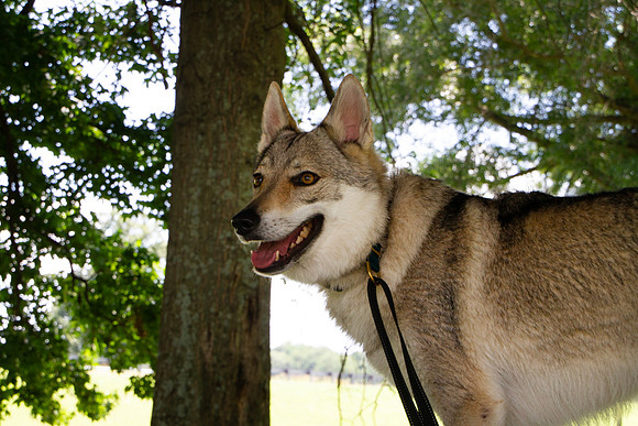 Czechoslovakian Vlciak dog